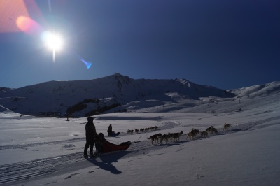 Toussuire Loisirs Hiver chiens de traineau Les Sybelles